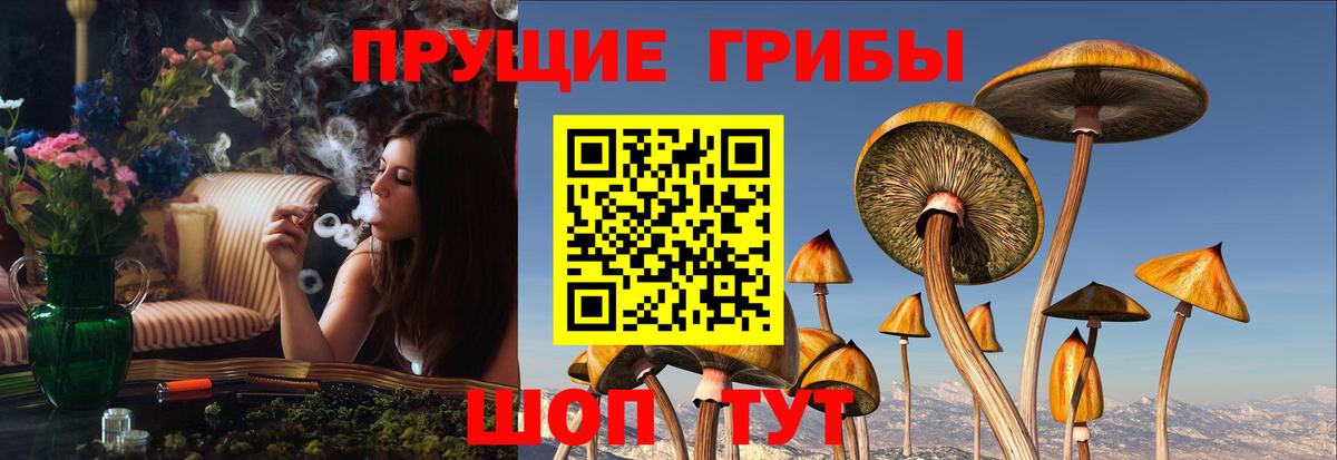Псилоцибиновые грибы мицелий  Псилоцибиновые грибы прущие грибы  Кириши  Вход с VPN 
